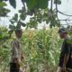 Bhabinkamtibmas Polsek Pekat Dampingi Petani Jagung, Wujud Nyata Dukungan Ketahanan Pangan Nasional