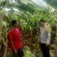 Kapolsek Hu’u Apresiasi Peran Aktif Bhabinkamtibmas dalam Program Ketahanan Pangan