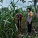 Polri Peduli Ketahanan Pangan, Polisi Pantau Panen Jagung Warga di Kempo