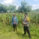 Jagung Varietas NK JAGO di Rasabou Dipantau Polisi, Estimasi Panen Capai 6 Ton