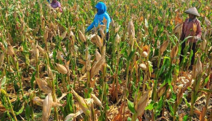 Polri Mendukung Program Ketahanan Pangan Nasional Guna Mempererat Sinergitas Dengan Masyarakat Dalam Mendukung Sektor Pertanian Khususnya Jagung