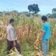 Polisi Pantau Lahan Jagung Warga di Pekat, Dorong Ketahanan Pangan Nasional