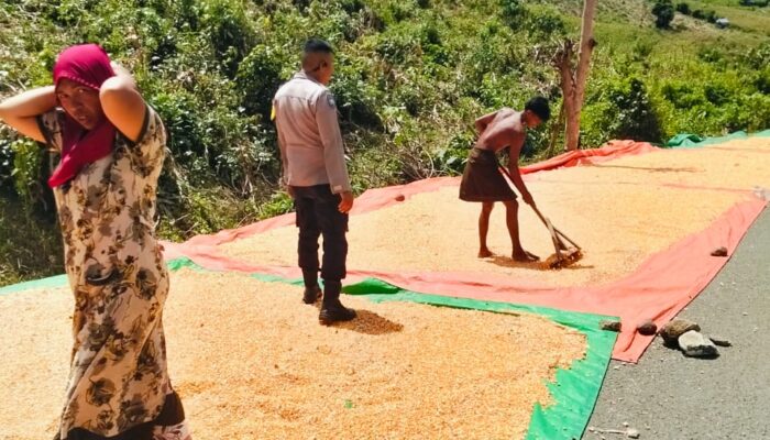 Dukung Indonesia Emas 2045, Polsek Woja Aktif Dampingi Petani Jagung