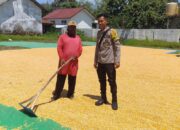 Pantau Proses Penjemuran Jagung, Bhabinkamtibmas Dukung Ketahanan Pangan di Dompu