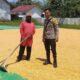 Pantau Proses Penjemuran Jagung, Bhabinkamtibmas Dukung Ketahanan Pangan di Dompu