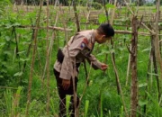 Polri Kawal Program Ketahanan Pangan di Desa Terong Tawah