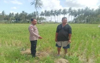 Aksi Humanis Bhabinkamtibmas Gerung Bantu Petani Optimalkan Lahan Jagung