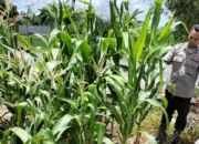 Aksi Nyata Bhabinkamtibmas Labuapi Dampingi Petani Jagung