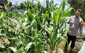 Aksi Nyata Bhabinkamtibmas Labuapi Dampingi Petani Jagung