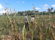 Bhabinkamtibmas Tempos Motivasi Petani Saat Panen Jagung