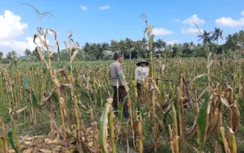 Bhabinkamtibmas Tempos Motivasi Petani Saat Panen Jagung