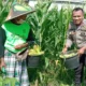 Bhabinkamtibmas Bagik Polak Barat Terjun ke Dusun Jogot, Motivasi Petani Jagung Perkuat Stok Pangan
