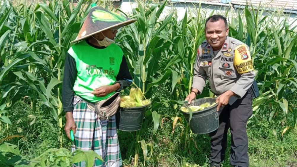 Bhabinkamtibmas Bagik Polak Barat Terjun ke Dusun Jogot, Motivasi Petani Jagung Perkuat Stok Pangan