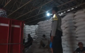 Sinergi Polri dan Petani Mareje: Distribusi Tonase Jagung ke Bulog Perkuat Ketahanan Pangan Nasional