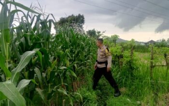 Wujudkan Kemandirian Pangan, Polri Kawal Distribusi Jagung Lombok Barat ke Bulog Agar Petani Makin Sejahtera