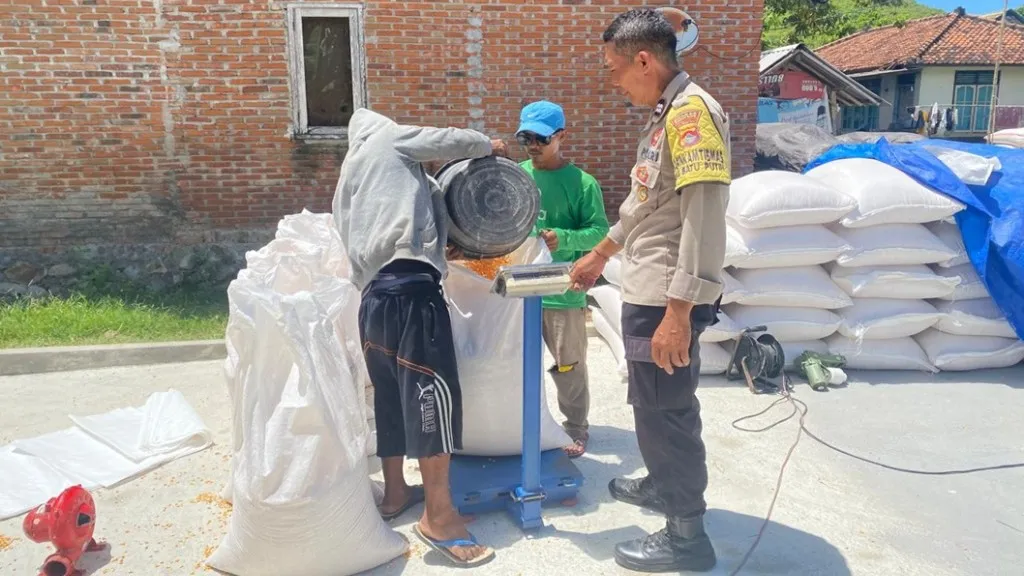 Langkah Nyata Polsek Sekotong: Bhabinkamtibmas Turun Langsung Amankan Hasil Panen Jagung Warga