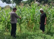 Bhabinkamtibmas Karang Bongkot Intensifkan Pendampingan Sektor Pertanian Guna Percepat Swasembada Pangan