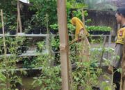 Lahan Sempit Bukan Halangan, Warga Labuapi Berhasil Wujudkan Ketahanan Pangan Mandiri Lewat Media Polibag