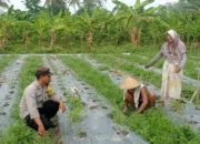 Optimalkan Lahan Sempit, Bhabinkamtibmas Dasan Geres Dorong Ketahanan Pangan Mandiri Lewat Media Polibag