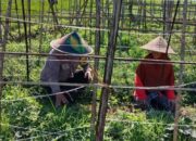 Polsek Labuapi Perkuat Ketahanan Pangan Desa Bagik Polak