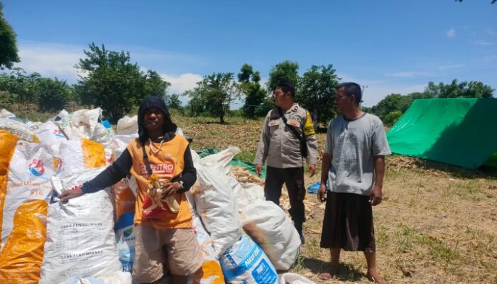 BHABINKAMTIBMAS DESA EKAS BUANA MONITORING PANEN JAGUNG WARGA DI DUSUN KUWANG ADIL