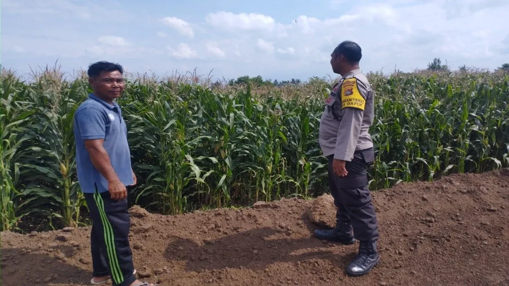 Sinergi Polri dan Petani: Bhabinkamtibmas Desa Gapuk Akselerasi Program Ketahanan Pangan Nasional