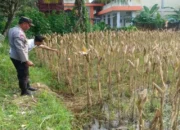 Strategi Ketahanan Pangan, Bhabinkamtibmas Kebon Ayu Dorong Warga Manfaatkan Lahan Pekarangan