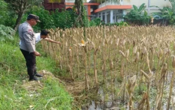 Strategi Ketahanan Pangan, Bhabinkamtibmas Kebon Ayu Dorong Warga Manfaatkan Lahan Pekarangan