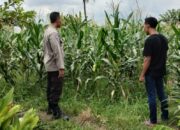 Upaya Ketahanan Pangan Lewat Pemanfaatan Lahan di Labuapi