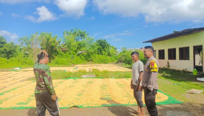 Bhabinkamtibmas Desa Karombo Pantau Panen Raya Jagung, Dukung Ketahanan Pangan Nasional