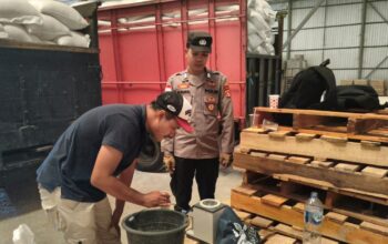 Kualitas Jempolan dengan Kadar Air 14 Persen, Petani Sekotong Distribusikan 10,5 Ton Jagung ke Gudang Bulog