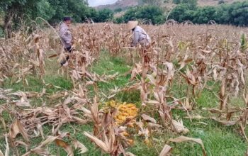 Panen Jagung Sekotong Barat Tembus 18 Ton di Lombok Barat