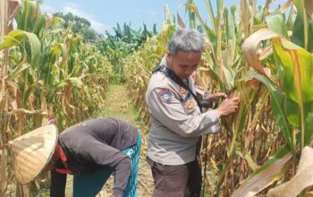 Optimalkan Potensi Agraria, Polsek Batulayar Edukasi Warga Manfaatkan Lahan Pekarangan untuk Budidaya Jagung