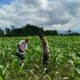Bhabinkamtibmas Desa Bebuak Cek Pertumbuhan Jagung Warga Dukung Ketahanan Pangan