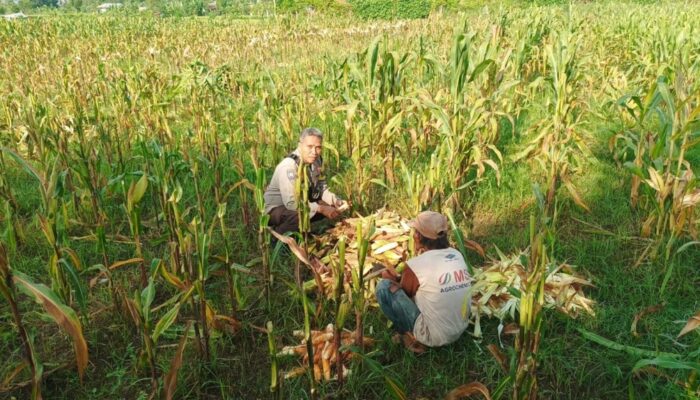 Aksi Nyata Bhabinkamtibmas Desa Sandik Ubah Pekarangan Jadi Lumbung Pangan untuk Swasembada Pangan Nasional