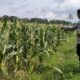 Kunci Stabilitas Desa Bagik Polak: Sinergi Kuat Polsek Labuapi dan Petani demi Ketahanan Pangan