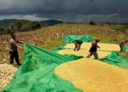 Sukseskan Program Asta Cita, Polsek Sekotong Sasar Petani
