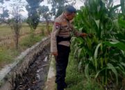 Cara Polsek Labuapi Jaga Ketahanan Pangan Nasional