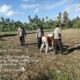 Kapolsek Suralaga Dampingi Penanaman Jagung, Perkuat Ketahanan Pangan di Lombok Timur