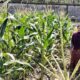 Bhabinkamtibmas Labuapi Gerakkan Warga Tanam Jagung di Lahan Kosong