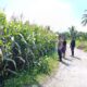 Bhabinkamtibmas Desa Aikmel Timur Monitoring Tanaman Jagung Warga untuk Dukung Ketahanan Pangan