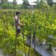 Bhabinkamtibmas desa lendang nangka Polsek Masbagik Cek lahan ketahanan Pangan bergizi di dusun gonjong