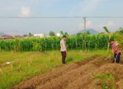 Polsek Labuapi Dukung Program Ketahanan Pangan Nasional