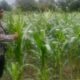 Langkah Nyata Polsek Labuapi Kawal Kemandirian Pangan Nasional Melalui Pendampingan Petani Jagung