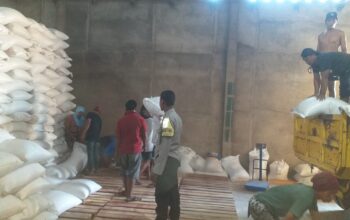 Petani Mareje Kirim Hasil Panen Jagung ke Gudang Bulog