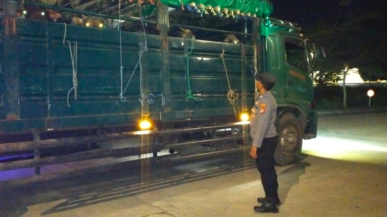 Pengiriman Ternak Sapi di Pelabuhan Lembar Berjalan Lancar