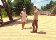 Bhabinkamtibmas Desa Beringin jaya Pantau Panen Jagung Warga, Dorong Pemanfaatan Lahan Pekarangan