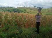 BHABINKAMTIBMAS DESA KIDANG TINJAU LAHAN JAGUNG WARGA DUKUNG KETAHANAN PANGAN