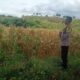 BHABINKAMTIBMAS DESA KIDANG TINJAU LAHAN JAGUNG WARGA DUKUNG KETAHANAN PANGAN