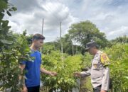 Dukung Pangan Mandiri, Bhabinkamtibmas Rhee Loka Pantau Budidaya Cabai dan Serap Kendala Petani